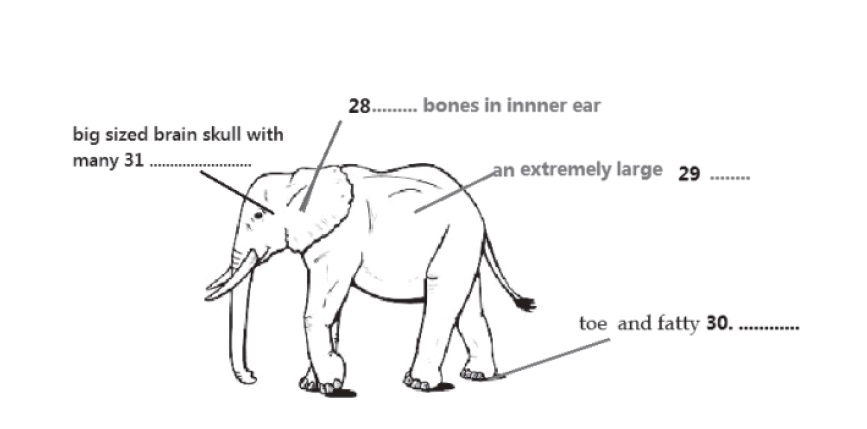 Elephant anatomy diagram for Questions 28-31