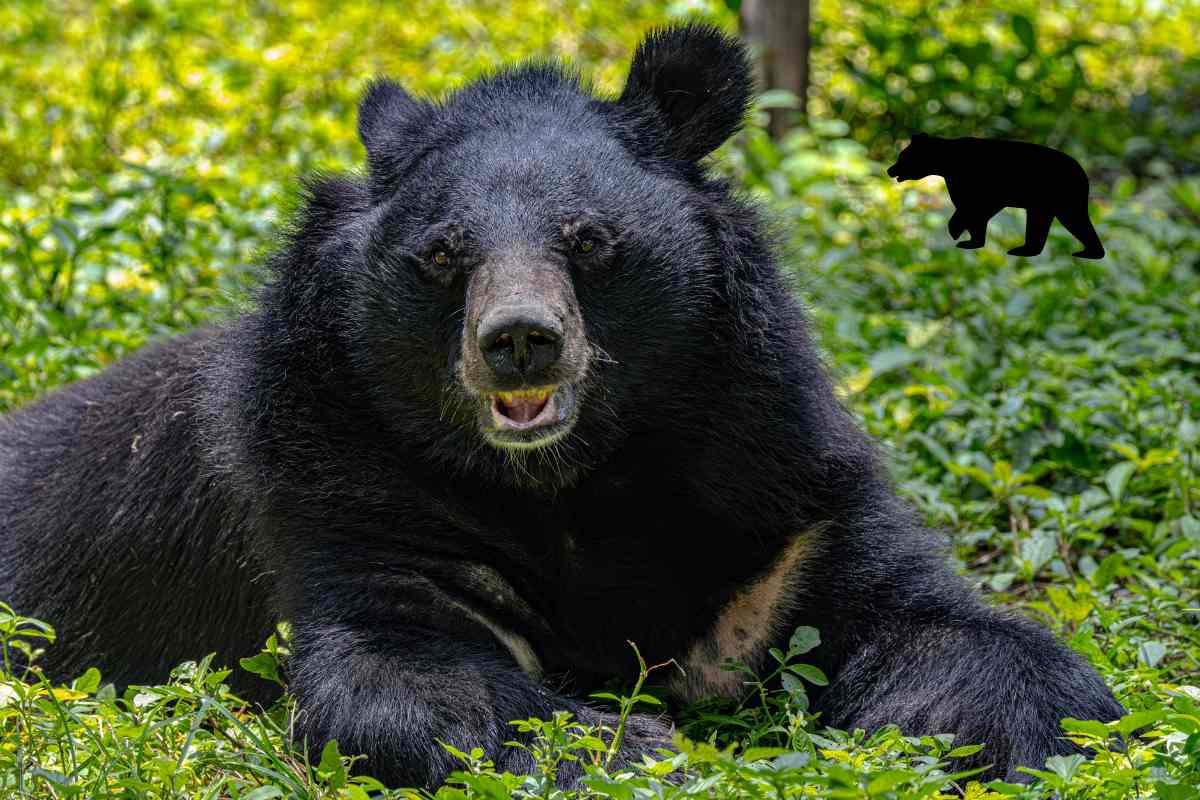 CBT AC Reading Test 4: American Black Bear