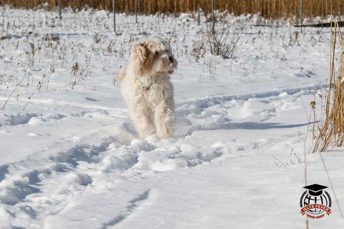 CBT GT Reading Test 40: WHAT'S ON IN WINTER