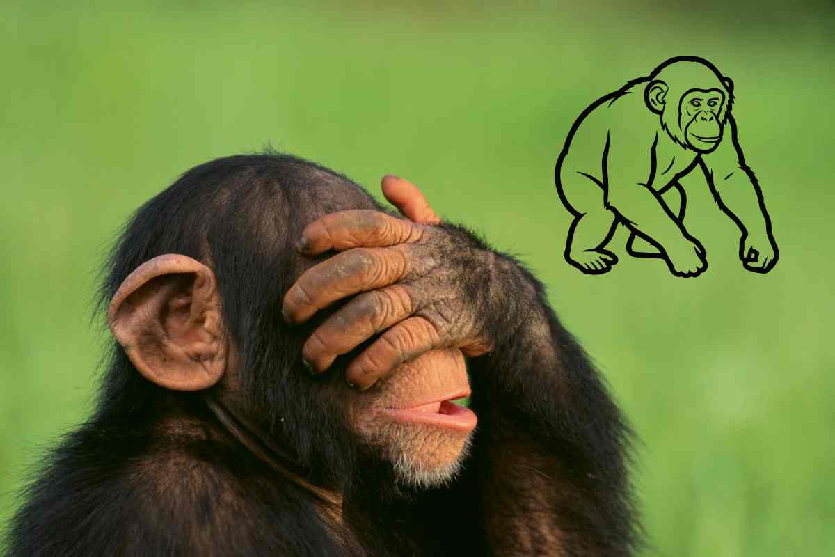 CBT AC Reading Test 2: The culture of Chimpanzee!